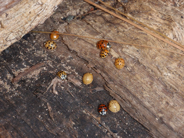Coccinellidae