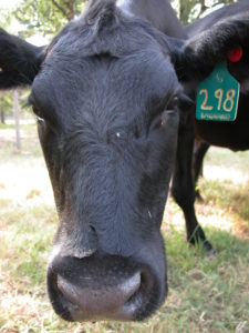 CowupClose
