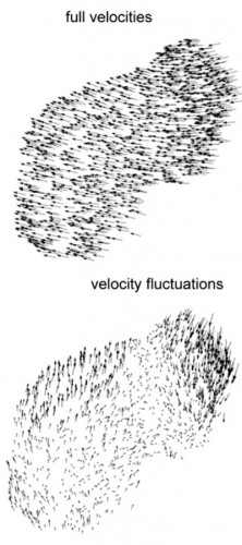 starling_movements