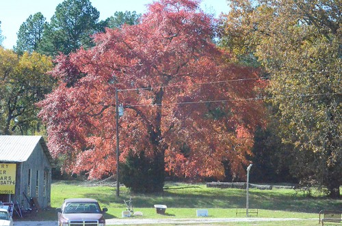 BlackGUm