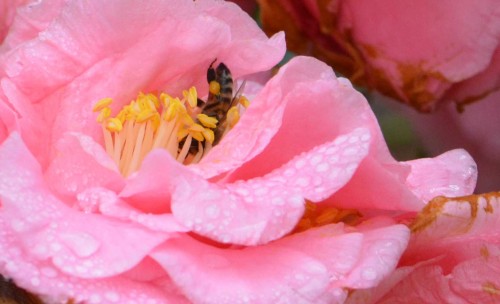 CamelliaBeeFly3