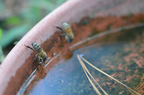 Bee-Drinking