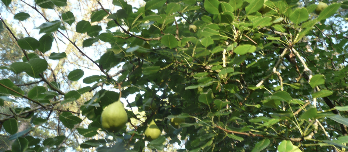 Pears on Branches