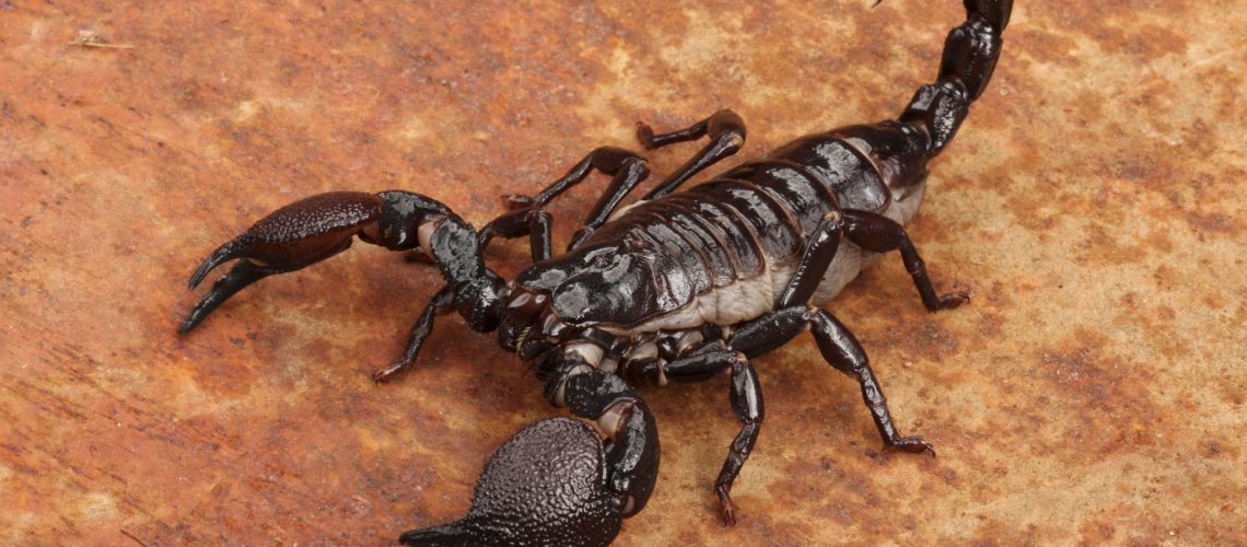 Emporer Scorpions (Pandinus imperator) are from West Africa.  They live and thrive in hot, humid regions.  Not aggressive.  Sting hurts, but venom is generally harmless.  A lot of people keep them as "pets."